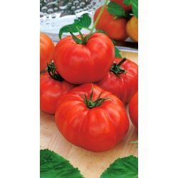 طماطم "سان بيير" - مجموعة متنوعة من التوت - 200 حبة - Lycopersicon esculentum Mill  - ابذرة