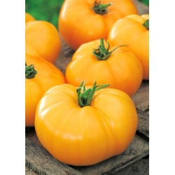 الطماطم "Jantar" - مجموعة متنوعة - 150 بذور - Lycopersicon esculentum Mill  - ابذرة