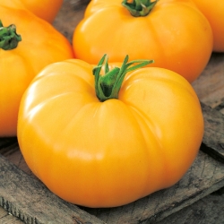 Tomat - Jantar - 150 frø - Lycopersicon esculentum Mill