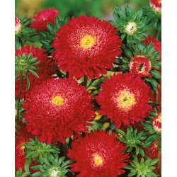 Red "Princess" chinese aster - 500 seeds