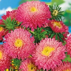 Pink chinese "Princess" aster - 500 seeds