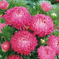 Pink tall peony aster - 500 seeds