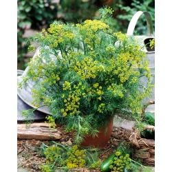 Garden dill "Bouquet" - for pot cultivation too - 2800 seeds