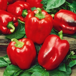Pepper "California Wonder" - đỏ và ngọt - 55 hạt - Capsicum L.