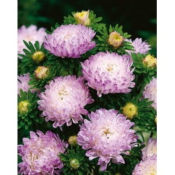 Aster peonía blanco-rosa - 500 semillas. - Callistephus chinensis