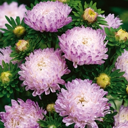 White-pink peony aster - 500 seeds