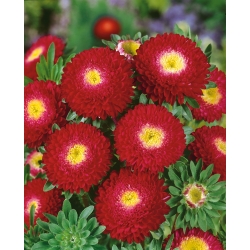 Aster hoa đỏ pompom - 500 hạt - Callistephus chinensis