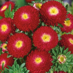 Áster vermelho-florido de pompom - 500 sementes - Callistephus chinensis