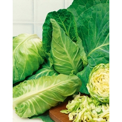 White cabbage "Express" - conical heads, extremely early variety harvested 45 days from seedling planting - 200 seeds