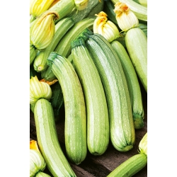 Zucchini "Bianca di Trieste" - rapidly growing variety - 16 seeds