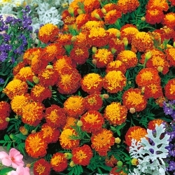 Perancis marigold "Harmony" - Tagetes patula L. - benih