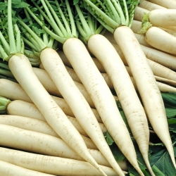 Radish "Mino Early" - summer variety with elongated, white roots - 300 seeds