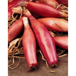 Onion "Tosca" - elongated bulbs - 500 seeds