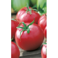 Tomato raspberi "Kujawski" - Lycopersicon esculentum Mill  - benih