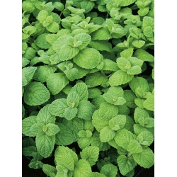 Round-leaved Mint - 1200 seeds