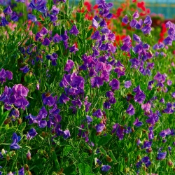 Purple Sweet Pea siemenet - Lathyrus odoratus - 36 siementä