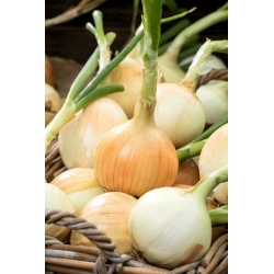 BIO - White winter onion "Tonda Musona" - certified organic seeds - 500 seeds
