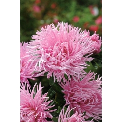 Callistephus chinensis - 510 sementes - Pink Jubilee