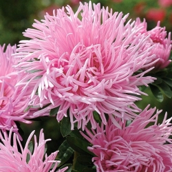 Callistephus chinensis - 510 sementes - Pink Jubilee