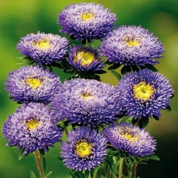 Blue chinese "Princess" aster - 500 seeds