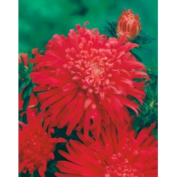 Červená chryzantéma květovaný aster "Flame" - 500 semen - Callistephus chinensis - semena