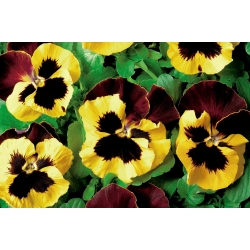 Stemorsblomst - Viola x wittrockiana - Red Wings, Roter Flugel - gul - 400 frø - brun