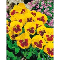 Árvácska fajták - Yellow Red Eye - sárga - piros - 320 magok - Viola x wittrockiana