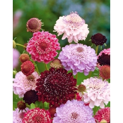 स्केबियोसा, पिनकुशन फूल - रंग मिश्रण - 110 बीज - 