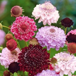 Scabiosa, pincushion ziedu - krāsu maisījums - 110 sēklas - Scabiosa atropurpurea