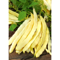 Žltá francúzska fazuľa "Gazelle" - Phaseolus vulgaris L. - semená