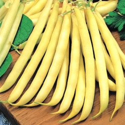 Yellow French bean "Maxidor" - tasty and stringless variety - 120 seeds