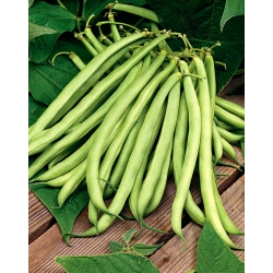 Zelená fazuľa "Scuba" - stredne skorá odroda - 200 semien - Phaseolus vulgaris L. - semená