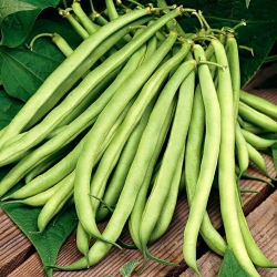 Zelená fazuľa "Scuba" - stredne skorá odroda - 200 semien - Phaseolus vulgaris L. - semená