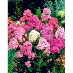 Осінні флокси, садовий флокс, багаторічний флокс, літній флокс - 100 насінин - Phlox paniculata - насіння
