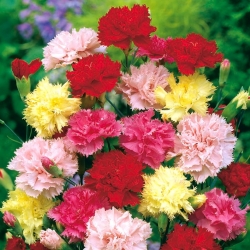 Carnation "Viennese" - variety mix; garden pink - 275 seeds