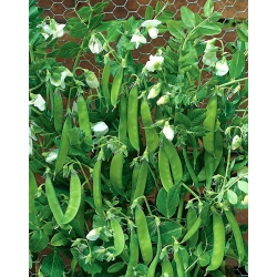 БИО - Градински гранули за захарни растения "Норли" - сертифицирани биологични семена - 