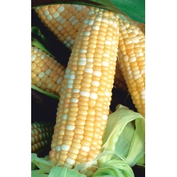 Sweet Corn Ramondia F1 seeds - Zea mays - 70 seeds