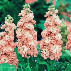 Pink-orange hoary stock, Ten-weeks stock "Excelsior" - 300 seeds