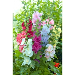 Hollyhock Summer Carnival Mix seemned - Althaea rosea - 50 seemnet - Althaea rosea Summer Carnival