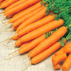 Carrot "Amsterdam" - early variety - SEED TAPE