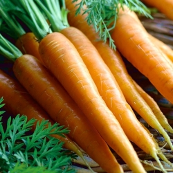 Carrot "First harvest" - TREATED SEEDS