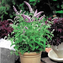 Mentha longifolia - 1200 seemned