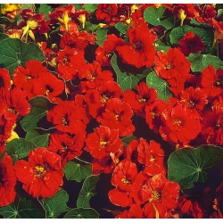 Vườn nasturtium "Viên ngọc Mahogany", cải xoong Ấn Độ, cải xoong nhà sư - giống phát triển thấp - 40 hạt - Tropaeolum majus nanum "Mahogany Jewel"