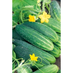 แตงกวา "Dalila F1" - พันธุ์ต้นขนาดกลางสำหรับดองในขวดและบาร์เรล - 200 เมล็ด - Cucumis sativus