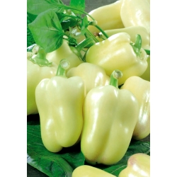 Pepper "Zorza" - dulce - 65 de semințe - Capsicum L.