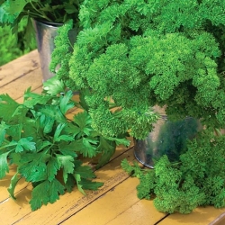 Leaf parsley variety mix - SEED TAPE
