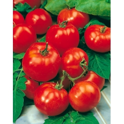 Tomat - Beta - Lycopersicon esculentum Mill  - frø
