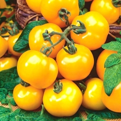 番茄“Ola Polka” - 田间品种 -  5000粒种子 - Lycopersicon esculentum  - 種子