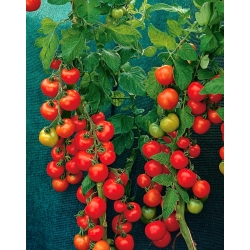 Pomidoras - Harzfeuer F1 - 100 sėklos - Lycopersicon esculentum Mill