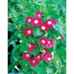 Spoločná sláva "Scarlet O'Hara"; vysoká sláva, fialová sláva - 36 semien - Ipomea purpurea - semená
